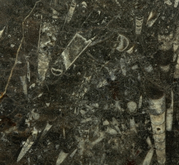 Platte mit Fossilien aus Marokko